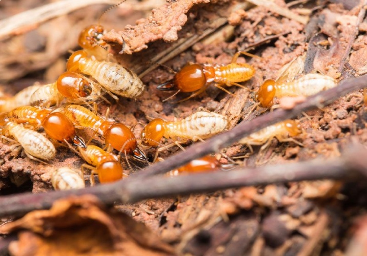 Several white ants destroying some wood.