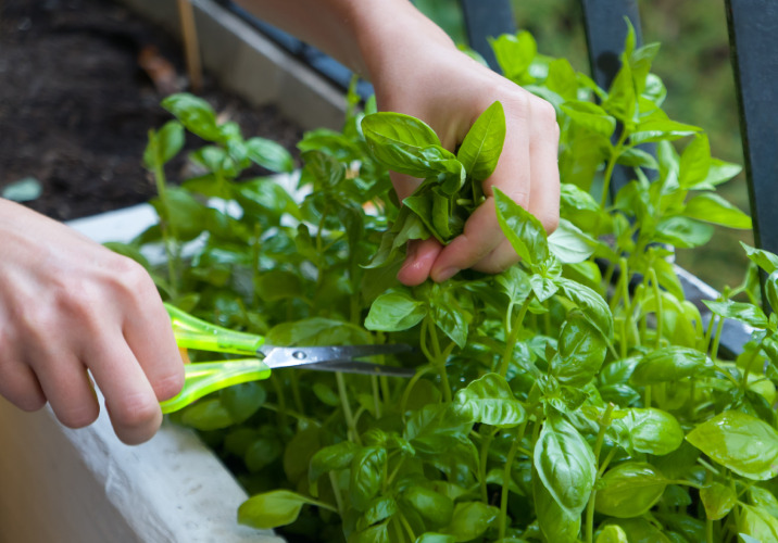 A person pruning seedlings with scissors 