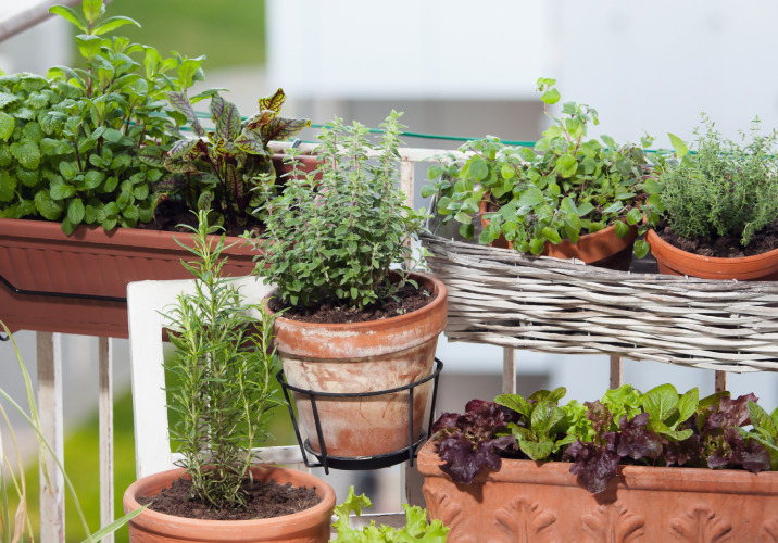 Pots with vegetables and herbs on a balcony