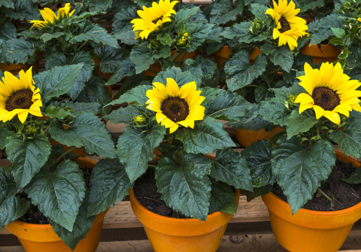 6 sunflowers in individual pots